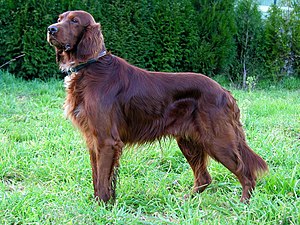 A red setter or Irish setter