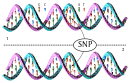 DNA molecule 1 differs from DNA molecule 2 at a single base pair location, called a single-nucleotide polymorphism (a SNP mutation)