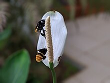 Two large black and orange bees hover around a white flower.