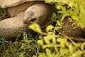 Closeup of Aldabra giant tortoise