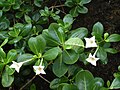 マリアナクチナシモドキ（Bikkia tetrandra）の花と葉