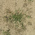 little lovegrass (Eragrostis minor)