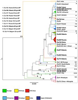 Phylogenetic tree of wolves under study