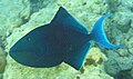 The redtoothed triggerfish is one of the relatively few planktivores of the family.