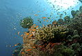 Image 8Coral reef (from Marine ecosystem)