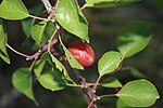 Prunus sibirica (Siberian apricot; hardy to −50 °C (−58 °F) but with less palatable fruit)