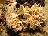 Bryozoan at Ponta do Ouro, Mozambique (6654415783).jpg