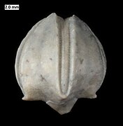 Calyx of Hyperoblastus, a blastoid from the Devonian of Wisconsin