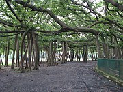 Prop roots in Ficus benghalensis in Indian Botanic Garden.