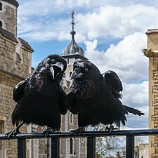 2016 – Jubilee a Munin, dva z krkavců chovaných v londýnském Toweru