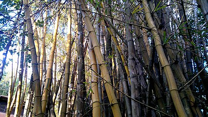 Bamboo forest in KwaZulu-Natal