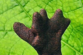 فطر أصابع الرجل الميت (الاسم العلمي: Xylaria polymorpha) بالقُرب من شبرينغه في منطقة هانوڤر بألمانيا.