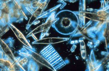 Some marine diatoms — a key phytoplankton group