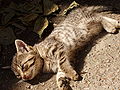 За сонячної погоди коти полюбляють лежати, гріючись на сонці