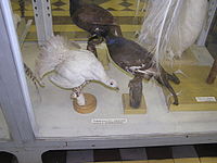 Black grouse taxidermies with different color anomalies