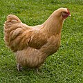 A buff chicken