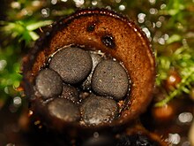 A brown, cup-shaped fungus with several greyish disc-shaped structures lying within