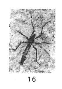 Plecia miegi ⚨ holotype éch. R2004 .