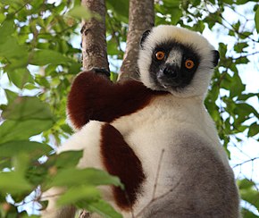 A Coquerel's sifaka, a white, brown, and black lemur, clinging to a deciduous tree branch