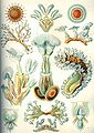 Image 20 Bryozoa Credit: Ernst Haeckel, Kunstformen der Natur (1904) Bryozoa (also known as the Polyzoa, Ectoprocta or commonly as moss animals) are a phylum of simple, aquatic invertebrate animals, nearly all living in sedentary colonies. Typically about 0.5 millimetres (1⁄64 in) long, they have a special feeding structure called a lophophore, a "crown" of tentacles used for filter feeding. Most marine bryozoans live in tropical waters, but a few are found in oceanic trenches and polar waters. The bryozoans are classified as the marine bryozoans (Stenolaemata), freshwater bryozoans (Phylactolaemata), and mostly-marine bryozoans (Gymnolaemata), a few members of which prefer brackish water. 5,869 living species are known. Originally all of the crown group Bryozoa were colonial, but as an adaptation to a mesopsammal (interstitial spaces in marine sand) life or to deep‐sea habitats, secondarily solitary forms have since evolved. Solitary species has been described in four genera; Aethozooides, Aethozoon, Franzenella and Monobryozoon). The latter having a statocyst‐like organ with a supposed excretory function. (Full article...) More selected pictures