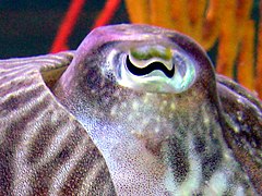 A cuttlefish with W-shaped pupils