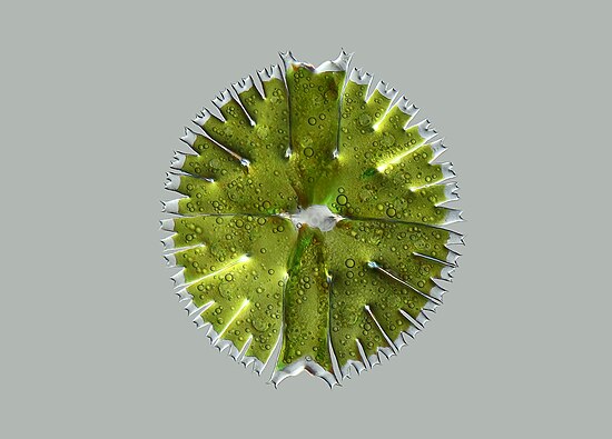 Vi tảo Micrasterias rotata. Kính hiển vi quang học. Hình: Anatoly Mikhaltsov