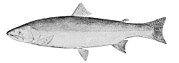 Coastal cutthroat trout Oncorhynchus clarkii