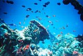 Image 13Coral reefs form complex marine ecosystems with tremendous biodiversity. (from Marine ecosystem)
