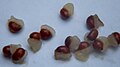 Llavors de Trillium recurvatum