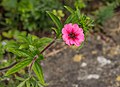 Potentilla nepalensis
