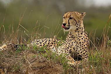 Female cheetah