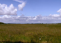 The most prominent feature of the Everglades are the sawgrass prairies found across the region.