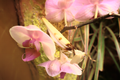Image 21A flower mantis, Hymenopus coronatus, uses special Aggressive mimicry. (from Animal coloration)