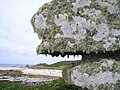 Image 113 Lichen covered rocks (from Marine fungi)
