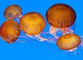 Медузе