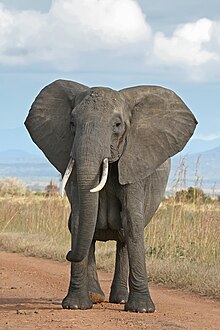 Ženka afričkog slona u nacionalnom parku Mikumi, Tanzaniji.