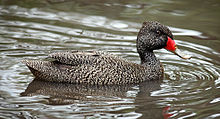 Freckled-Duck-male.jpg