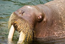 Photo of walrus head in profile showing one eye, nose, tusks, and "mustache"