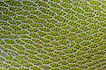 Bryum capillare leaf cells.jpg