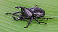 Image 1 Xylotrupes socrates Photo credit: Basile Morin Xylotrupes socrates (Siamese rhinoceros beetle, or "fighting beetle"), male, on a banana leaf. This scarab beetle is particularly known for its role in insect fighting in Northern Laos and Thailand. More selected pictures
