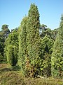 Juniperus communis subsp. communis.