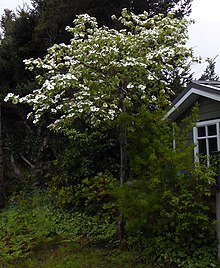 British Columbia Dogwood in flower.