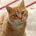 Кіт з забарвленням червоного таббі