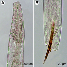 Záběr ze světelného mikroskopu na hlístici rodu Philometra. Vlevo boční pohled na přední část těla samice, vpravo zadní část těla samce s viditelným spikulem, které má podobu tmavšího ostnu