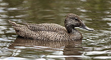Freckled-duck-female.jpg
