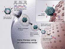 Генотерапія з використання аденовірусу для модифікації геному