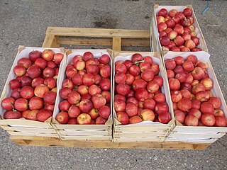 Гајби со јаболка во фабриката Кабис во селото Љубојно