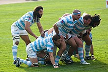 Facing right a group of seven men, in blue and white hooped jerseys, bind together and crouch to form a scrum. The eighth player stands behind them observing the off-picture opposition.