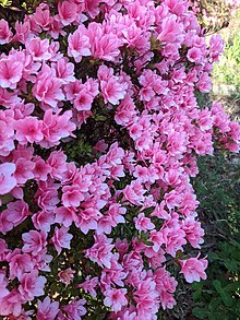 Thirty-year-old flowering azalea bush, Maryland, USA