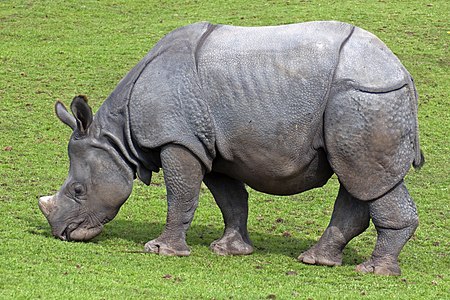 Sumatra rinocero (Dicerorhinus sumatrensis)
